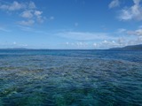 鳩間島サンゴ15