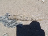 魚