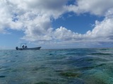 鳩間島サンゴ12