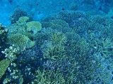 鳩間島サンゴ21