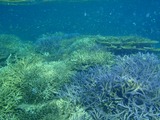 鳩間島サンゴ31