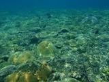 サバウツ海中2