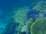 鳩間島サンゴ10