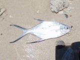 魚2