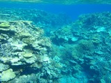 鳩間島サンゴ23