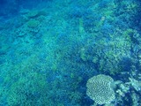 鳩間島サンゴ19