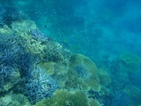 鳩間島サンゴ14