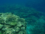 サバウツ海中4