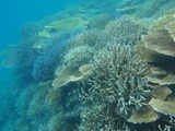 鳩間島サンゴ9