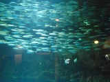 水族館2