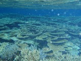 鳩間島サンゴ26