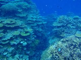 鳩間島サンゴ22