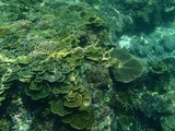 サバウツ海中