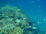 鳩間島サンゴ32