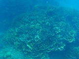 鳩間島サンゴ13