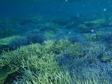 鳩間島サンゴ30