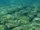 サバウツ海中3