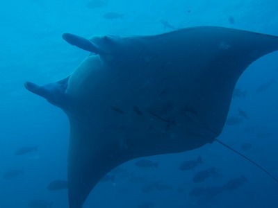 Palau068