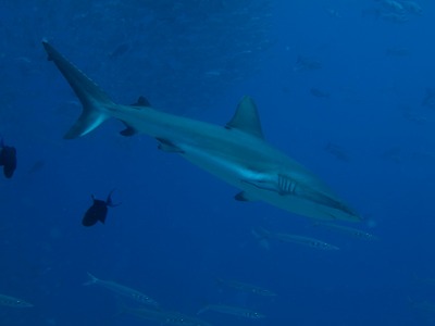 Palau014