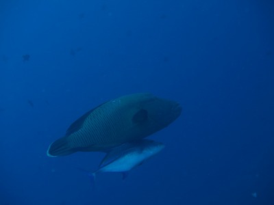 Palau241