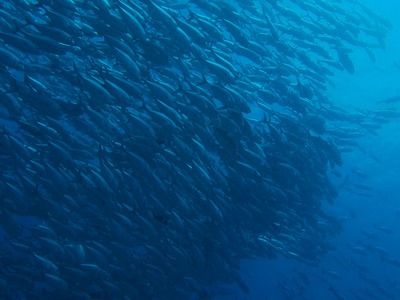 Palau017