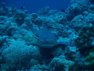 Palau245