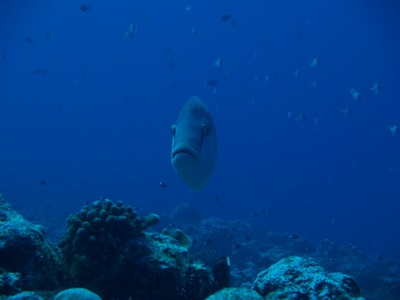 Palau095