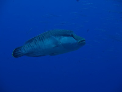 Palau192