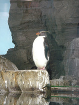 penguin