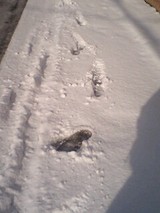 札幌の雪