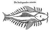 Scolopendra cetacea