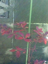 �֥롼�٥꡼��