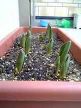 050305_tyu.JPG