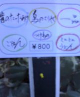 cc569a77.jpg