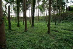 DSC04446