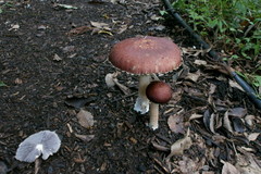 DSC00871b