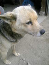 春1
