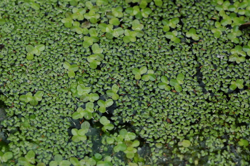 水草 いたち川 富山市