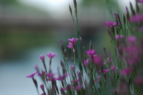 ¤¤¤¿¤ÁÀî¡¡²Ö¼Ì¿¿¡¡¥Ë¥³¥ó¡¡nikon