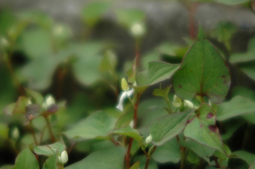 ¿¢Êª¡¡¤¤¤¿¤ÁÀî¡¡²¹ÃȲ½¡¡ÉÙ»³»Ô¡¡