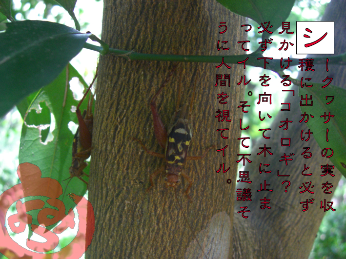 ポチッとすると過去の記事<!へGo!