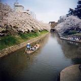 sakura1