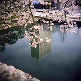 sakura2