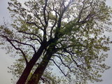 treetop