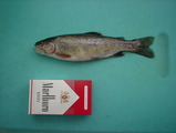 trout1