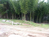 DSCF0799
