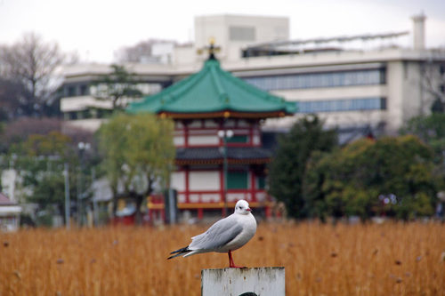 散歩道201001-10