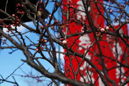 高幡不動尊20100206-8