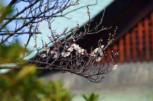 高幡不動尊20100131-10