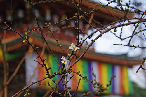 高幡不動尊20100131-9